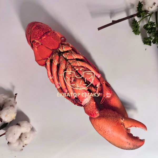 Лобстер атлантичний цілий 500 г LOBSTER-2 фото