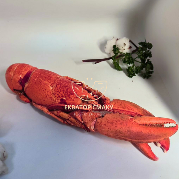 Лобстер атлантичний цілий 500 г LOBSTER-2 фото